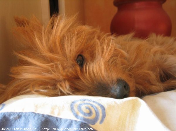 Photo de Yorkshire terrier