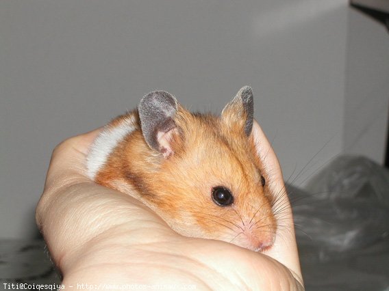 Photo de Hamster