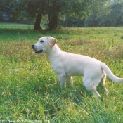 Photo de Labrador retriever