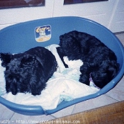 Photo de Schnauzer gant