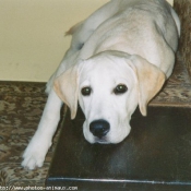 Photo de Labrador retriever