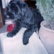 Photo de Schnauzer gant