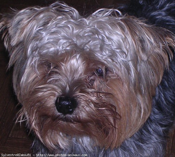 Photo de Yorkshire terrier