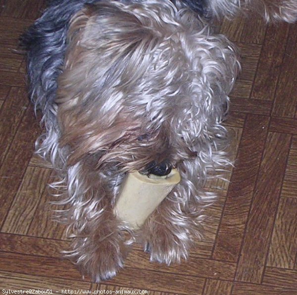 Photo de Yorkshire terrier