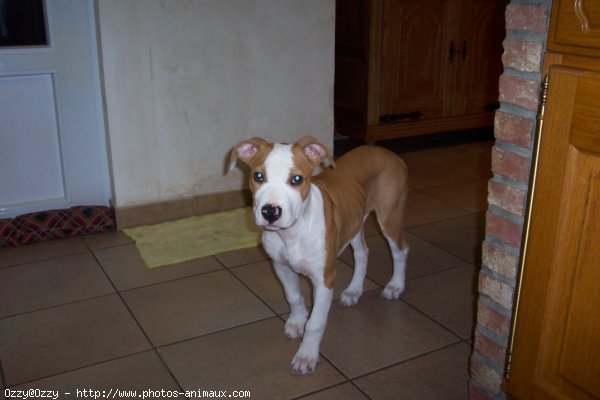 Photo d'American staffordshire terrier