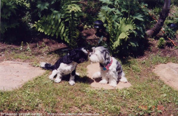 Photo de Races diffrentes