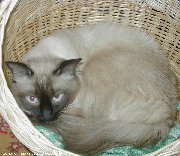 Photo de Sacr de birmanie