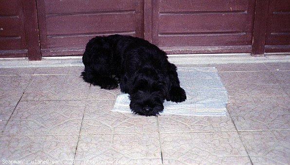 Photo de Schnauzer gant