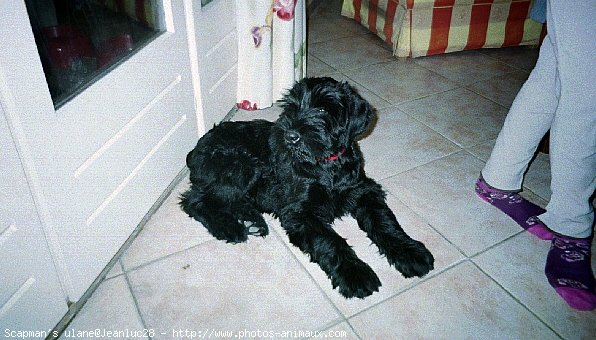 Photo de Schnauzer gant