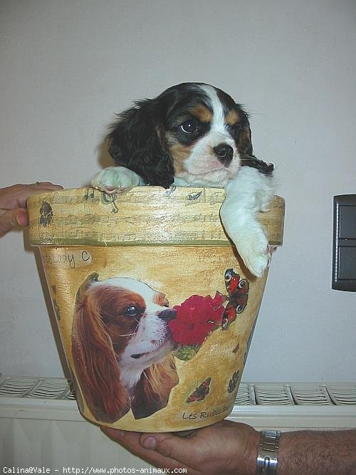 Photo de Cavalier king charles spaniel