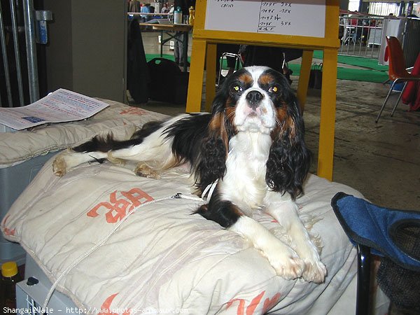 Photo de Cavalier king charles spaniel