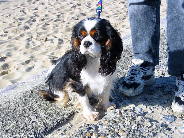 Photo de Cavalier king charles spaniel