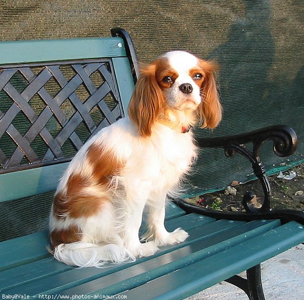 Photo de Cavalier king charles spaniel