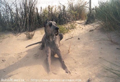 Photo de Dogue allemand