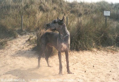 Photo de Dogue allemand