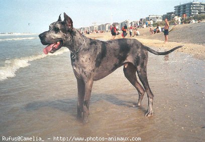 Photo de Dogue allemand