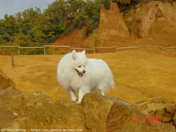 Photo de Spitz moyen