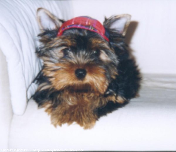 Photo de Yorkshire terrier