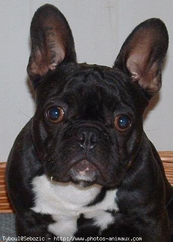 Photo de Bouledogue franais