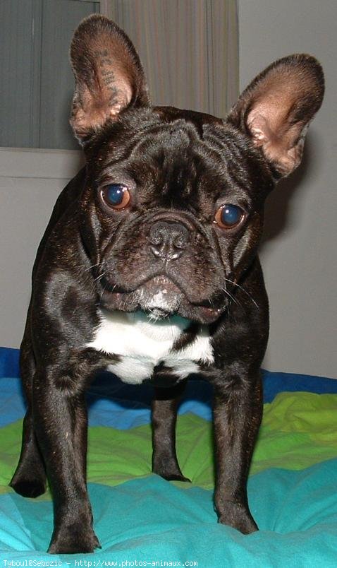 Photo de Bouledogue franais