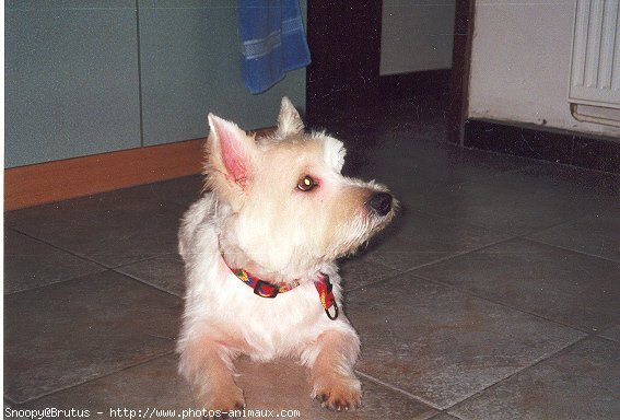 Photo de West highland white terrier