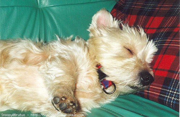 Photo de West highland white terrier