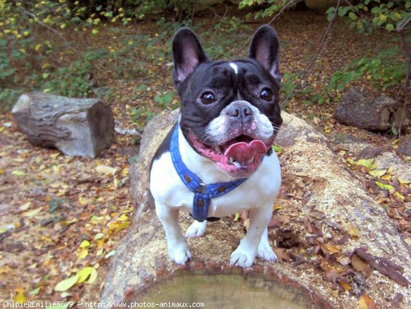 Photo de Bouledogue franais