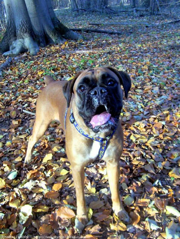 Photo de Boxer