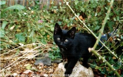 Photo de Chat domestique