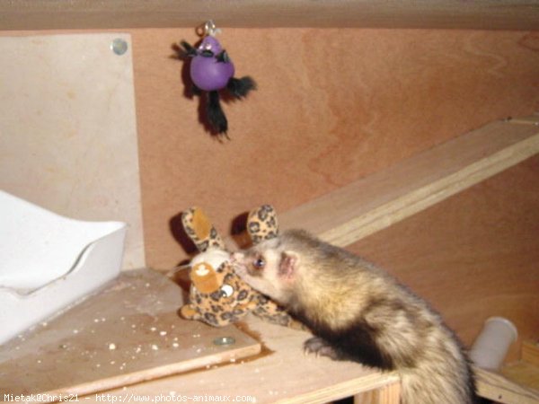 Photo de Furet