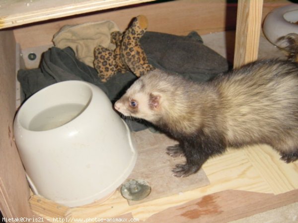 Photo de Furet