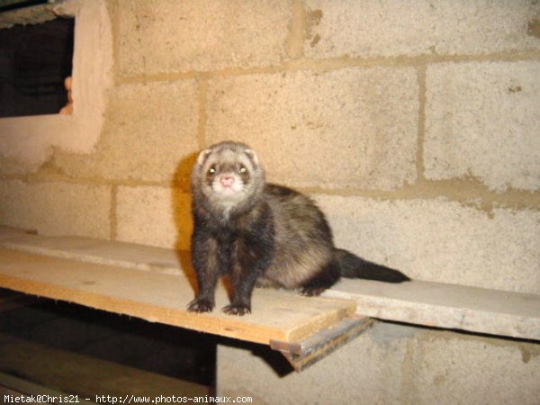 Photo de Furet