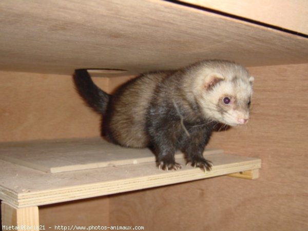 Photo de Furet