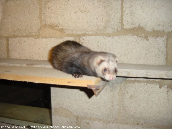 Photo de Furet