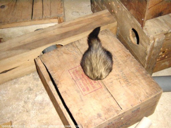 Photo de Furet