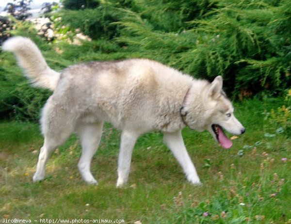 Photo de Husky siberien