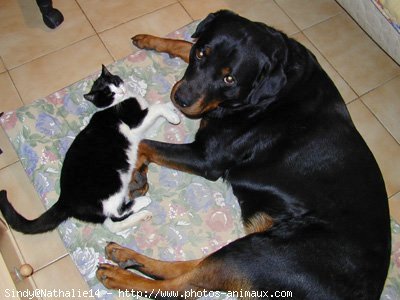 Photo de Rottweiler