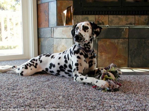 Photo de Dalmatien