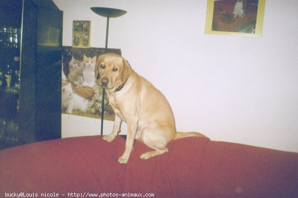 Photo de Labrador retriever