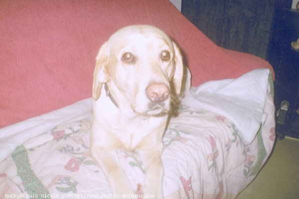 Photo de Labrador retriever