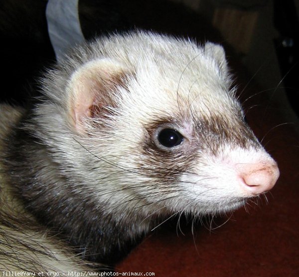 Photo de Furet