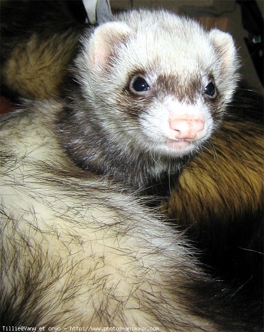 Photo de Furet