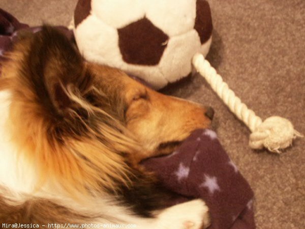 Photo de Chien de berger des shetland