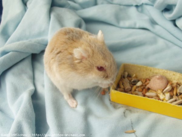 Photo de Hamster