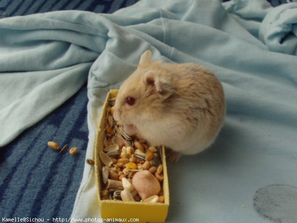 Photo de Hamster