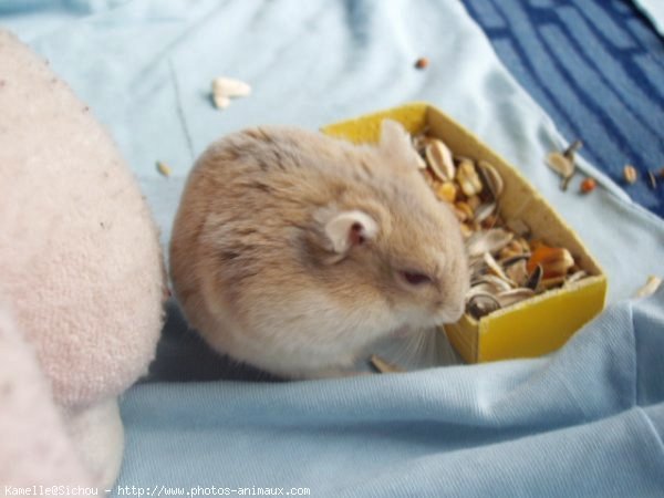 Photo de Hamster