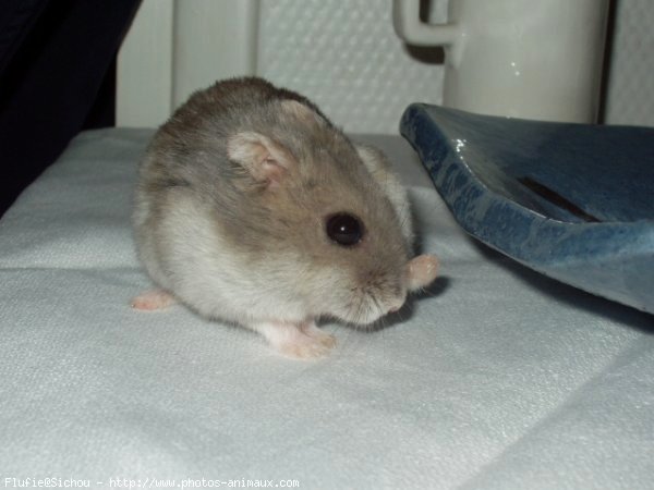 Photo de Hamster