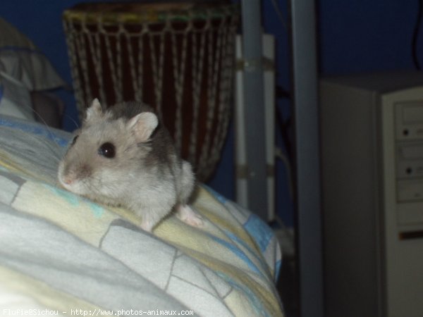 Photo de Hamster