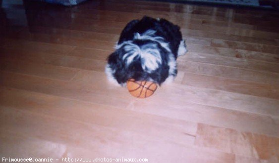 Photo de Shih tzu