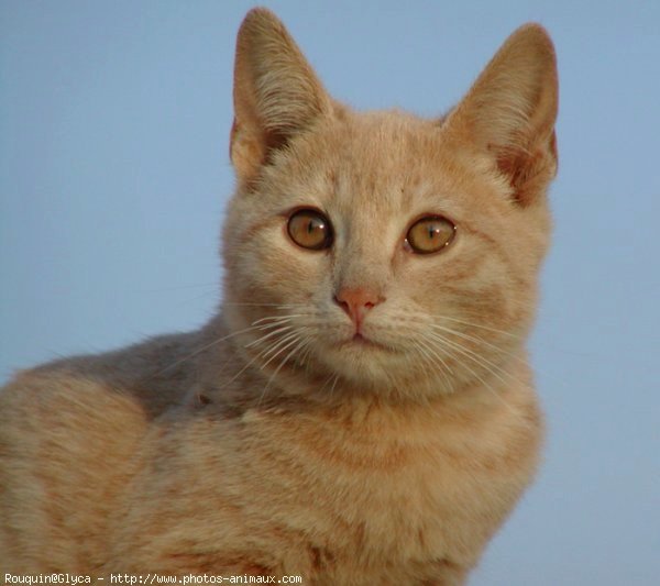 Photo de Chat domestique